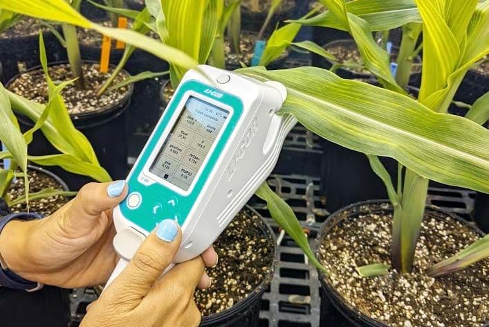 Amy Burton testing the LI-600 on corn plants