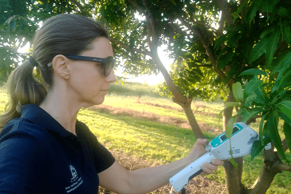 Tara Slaven taking measurements of mango trees using the LI-600.