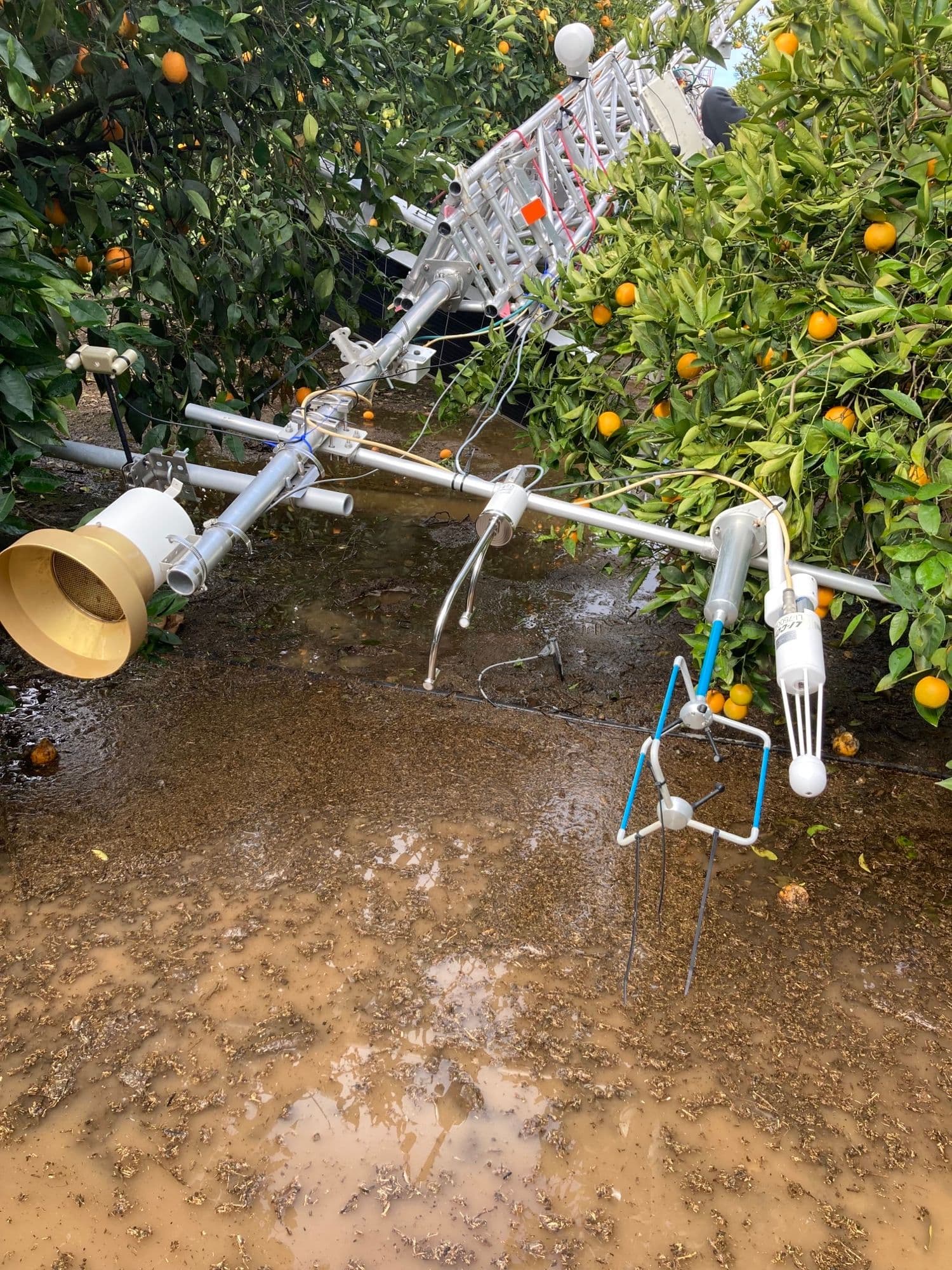 LI-COR LI-710 Evapotranspiration Sensor on a flux tower in a citrus farm